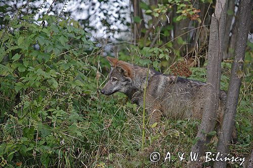 wilk Canis lupus