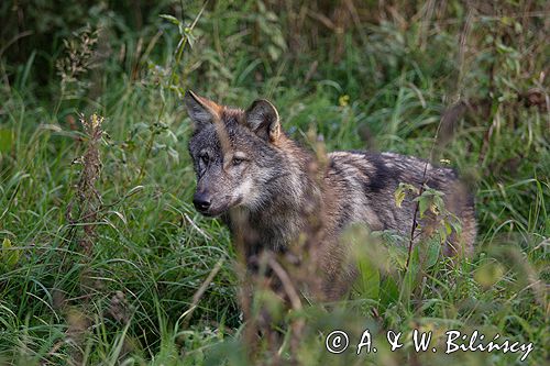 wilk Canis lupus