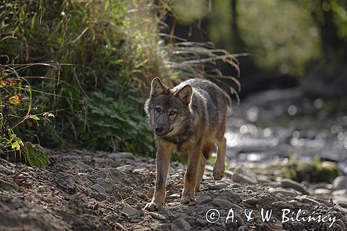 wilk Canis lupus