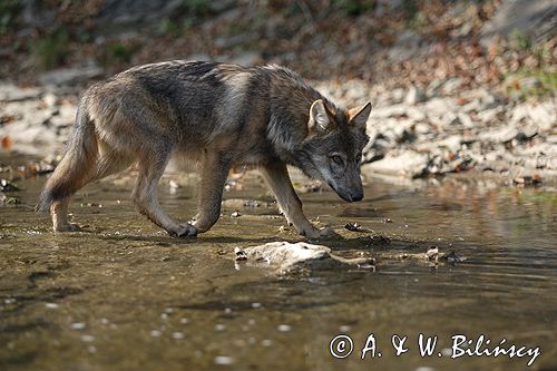 wilk Canis lupus