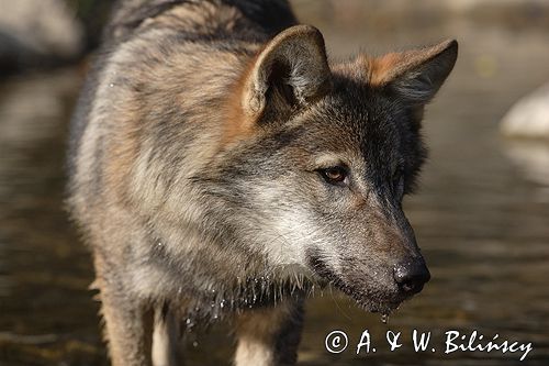 wilk Canis lupus
