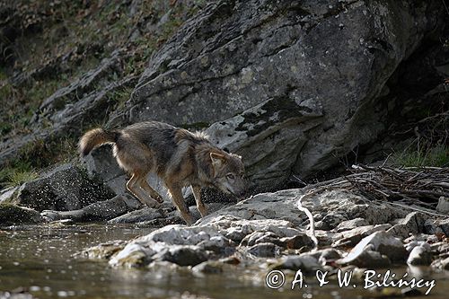 wilk Canis lupus