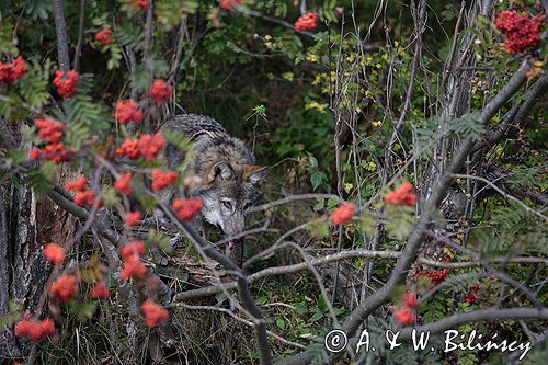 wilk Canis lupus