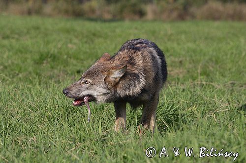 wilk Canis lupus z ofiarą