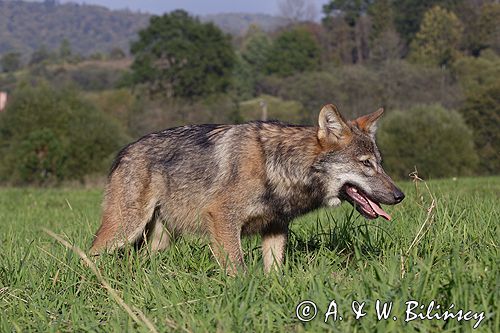 wilk Canis lupus