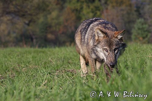 wilk Canis lupus