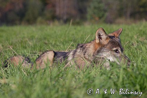 wilk Canis lupus