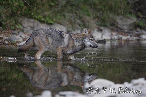 wilk Canis lupus