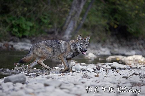 wilk Canis lupus