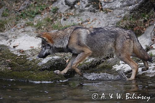 wilk Canis lupus