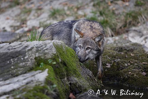 wilk Canis lupus