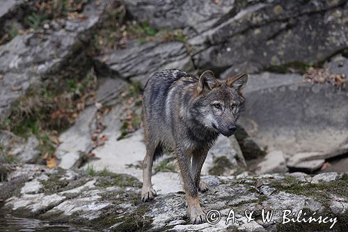 wilk Canis lupus