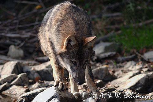 wilk Canis lupus