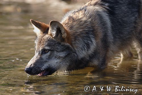 wilk Canis lupus