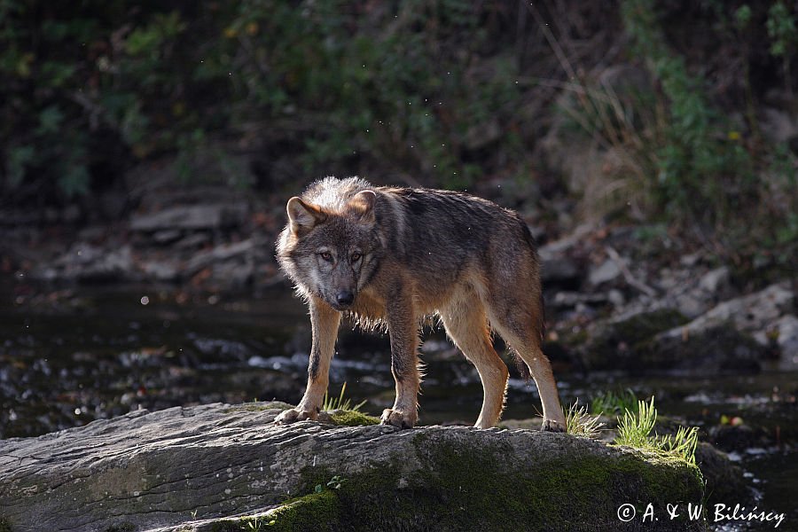 wilk Canis lupus