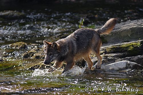 wilk Canis lupus