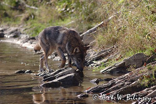 wilk Canis lupus