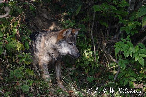 wilk Canis lupus