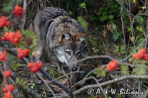 wilk Canis lupus