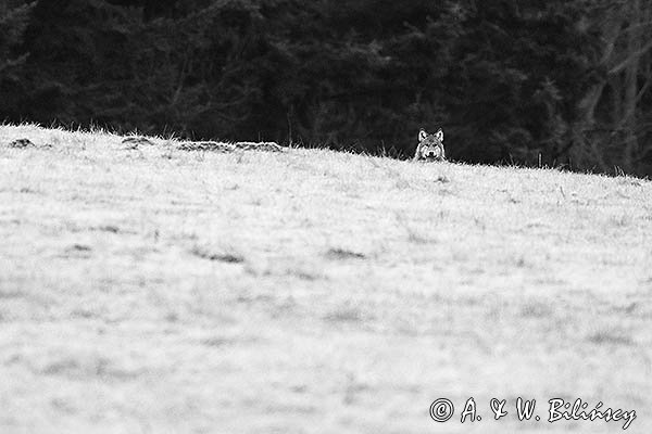 Wilk, Canis lupus