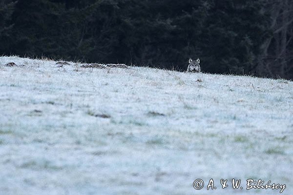 Wilk, Canis lupus