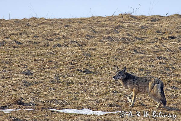 Wilk, Canis lupus
