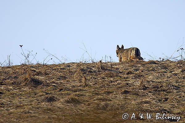 Wilk, Canis lupus