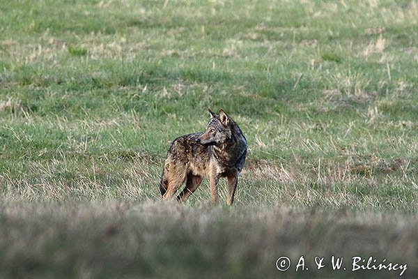 Wilk, Canis lupus