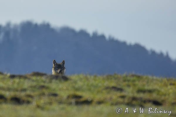 Wilk, Canis lupus
