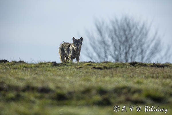 Wilk, Canis lupus