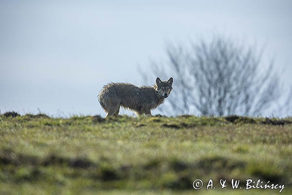 Wilk, Canis lupus