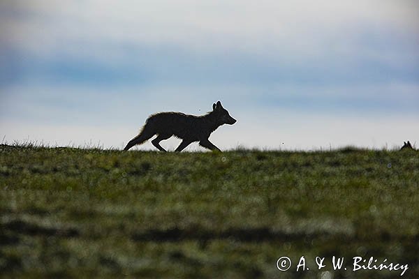 Wilk, Canis lupus