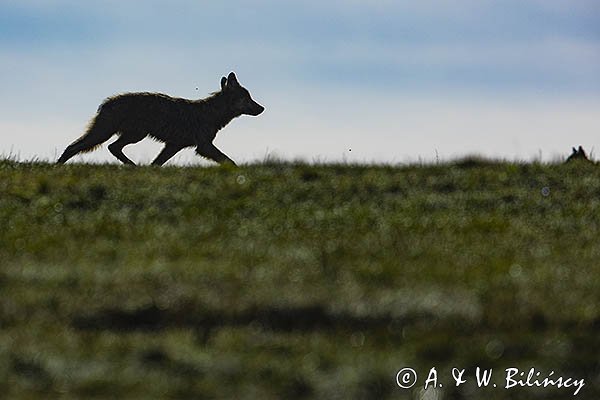 Wilk, Canis lupus