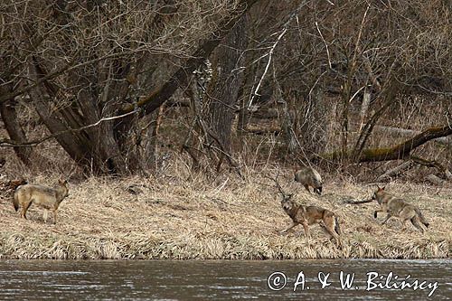 Wataha wilków w Bieszczadach, Wolves, Bieszczady, Poland. fot A&W Bilińscy, bank zdjęć, fotografia przyrodnicza