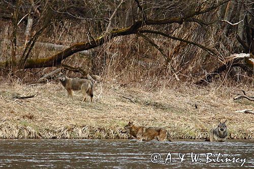 Wilcza wataha. Bieszczady. fot A&W Bilińscy. Wolf pack, Poland, fotografia przyrodnicza, bank zdjęć