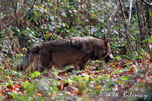 Wilk, Canis lupus