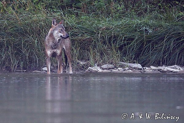 Wilk, Canis lupus