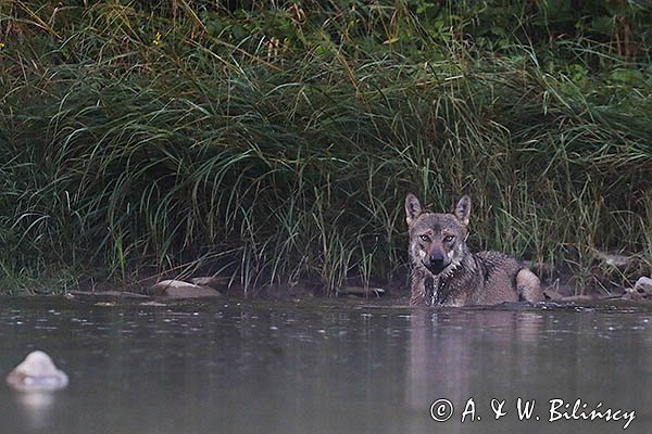 Wilk, Canis lupus