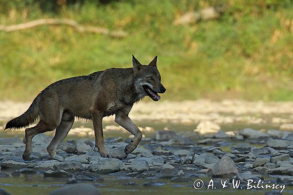 Wilk, Canis lupus
