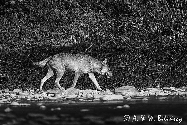 Wilk, Canis lupus