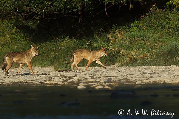 Wilki, Canis lupus