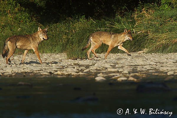 Wilki, Canis lupus