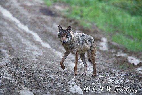wilk Canis lupus