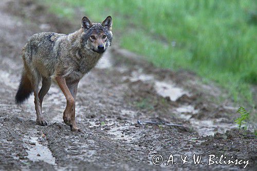Wilk, Canis lupus, wolf. Bieszczady, Fotografia przyrodnicza, Bank zdjęć Bilińscy