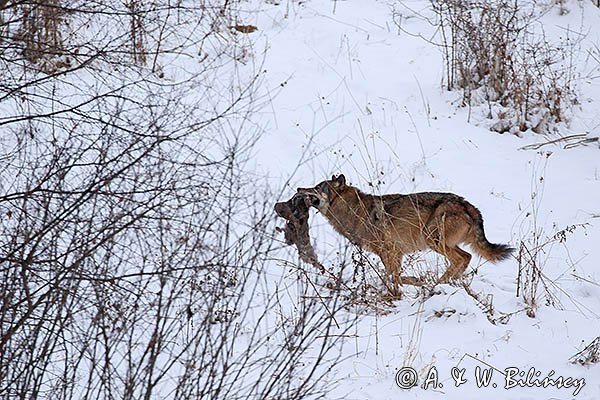 Wilk, Canis lupus