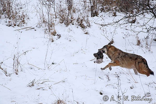 Wilk, Canis lupus