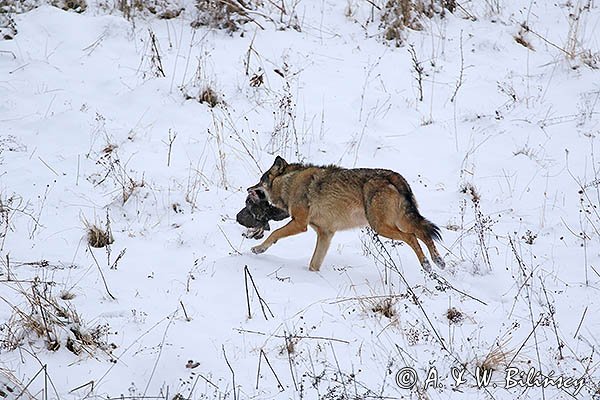 Wilk, Canis lupus