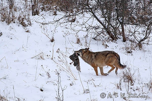 Wilk, Canis lupus