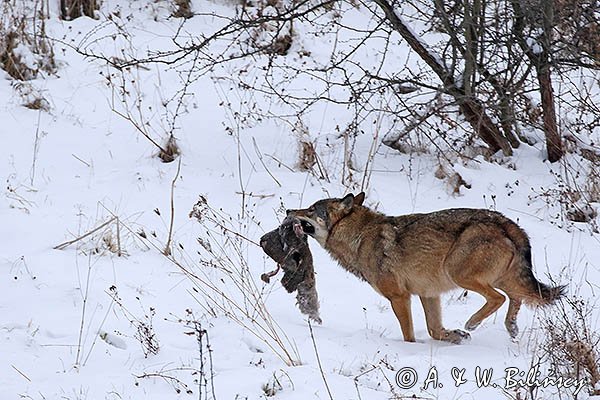 Wilk, Canis lupus