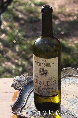 Riesling, Winnica Cantina, Mozów, Lubuski Szlak Wina i Miodu, Zielonogórscy winiarze